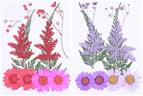 Biljke kesyoo lavande 20 pcs Osušeni cvjetovi prirodno stvarno prešani sušeni cvjetni komplet Mješoviti herbarij cvjetni