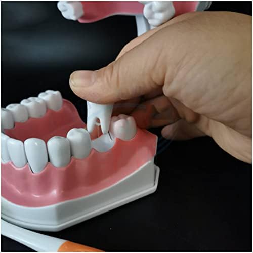 KH66ZKY Model zuba, model zubnih zuba, studij stomatološke nastave za djecu koja podučavaju stomatološke stomatološke studente