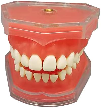 KH66ZKY Model zubnih zuba zubnih implantata s 28 uklonjivih zuba Demonstracijski alat za stomatološke škole za studij stomatološke