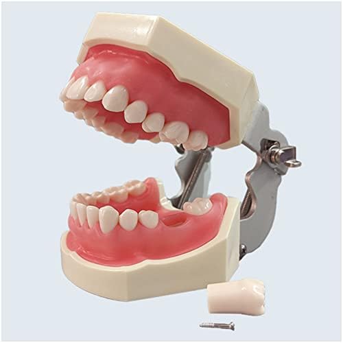 KH66ZKY Standardni model zuba - Model zuba zuba Typedont - Za studente zuba koji se mogu ukloniti zubima za podučavanje zuba