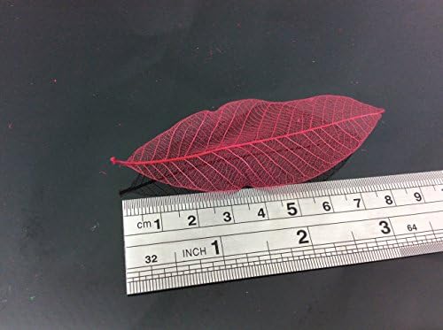 Magenta crveni kostur Mali listovi 3 inčni prirodni cvijet boje Izrada prirodnih listova gume